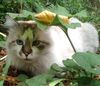 Аватара пользователя